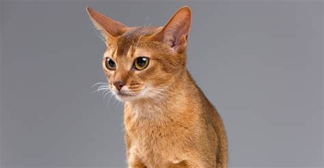 10 Most Famous Cat Breeds With Big Ears