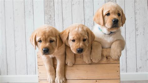 Golden Retriever Three Cute Puppies Wallpaper 2560x1440 Qhd