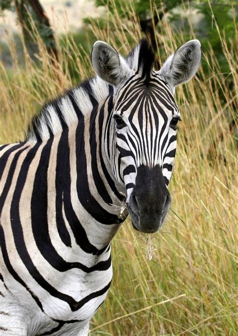 Zebra South African Free Photo Download Freeimages