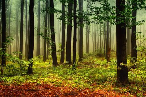 Green And Orange Misty Forest Wallpaper Mural Hovia