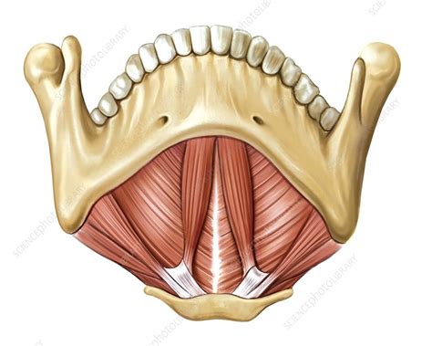 Muscles Of The Floor Of Mouth Stock Image C0200377 Science Photo