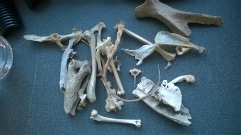 Various Animal Bones Animal Bones Bones Skull