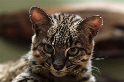 The full list of species. Wild Cat Breeds - Cat Breeds Encyclopedia