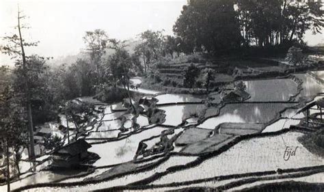 Foto prewedding adat jawa mainmata studio sumber : Sawah di Priangan, Jawa-Barat, sekitar 1935 | Pemandangan ...