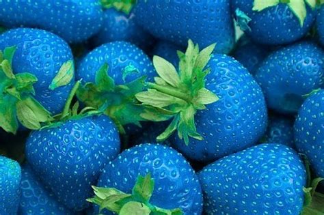 The Heroes Of Olympus Photo Blu Strawberries Blue Strawberry Blue