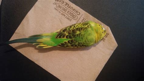 Found A Dead Parakeet Outside My Door This Morning Longbeach