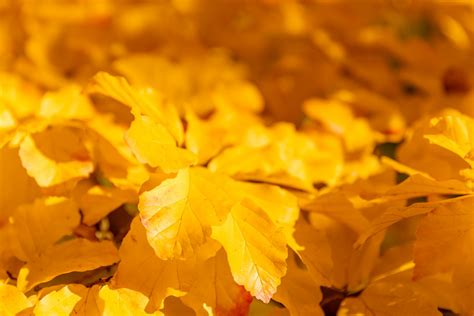 Yellow Autumn Leaves Free Stock Photo Public Domain Pictures