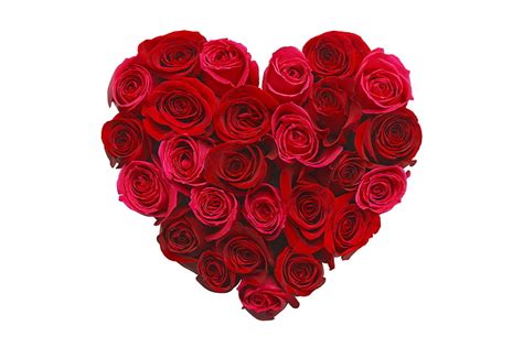Rose Love Image 5k Flowers Heart Hd Wallpaper Wallpaperbetter