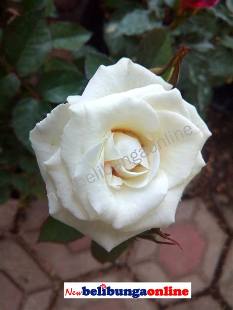 Jual Tanaman Hias Bunga Mawar Putih Di Lapak Newbelibungaonline