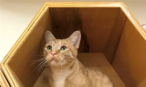 3,450 likes · 1,207 talking about this · 51 were here. These Colorado Springs-based cats are up for adoption and ...