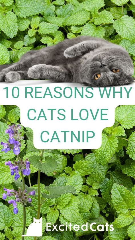 Why Do Cats Love Catnip 10 Reasons Behind This Feline Behavior Excited Cats Catnip Cat