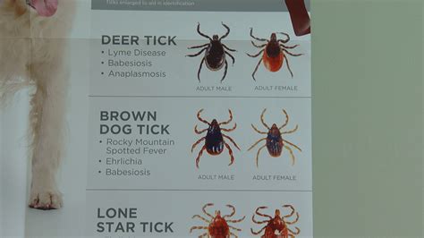 Asian Longhorned Tick Found In Kentucky Wkrc
