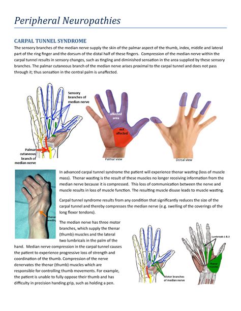 Peripheral Neuropathies Handout Word Peripheral Neuropathies Carpal