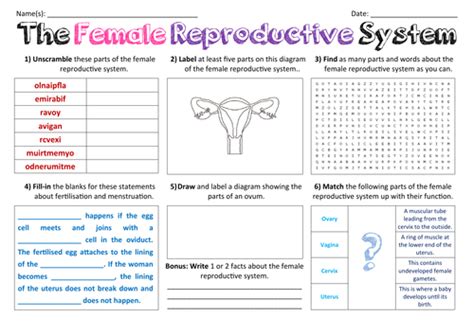 Female Reproductive System Large Activity Sheet Teaching Resources