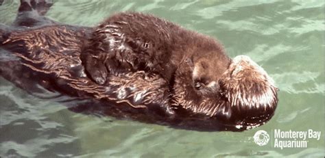 Southern Sea Otters Gifs Get The Best Gif On Giphy