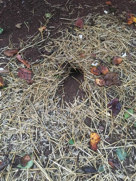 Id Animal By Holes In Yard Diy Home Improvement Forum
