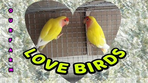 Love Birdsour Farm Love Birds Youtube