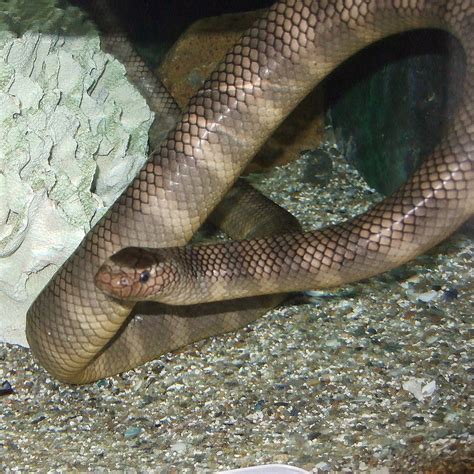 Their compressed tail helps it to move speedily in the water. Black-banded sea krait - Wikipedia