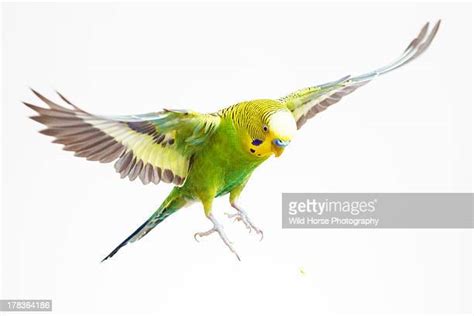Budgerigar Photos And Premium High Res Pictures Getty Images
