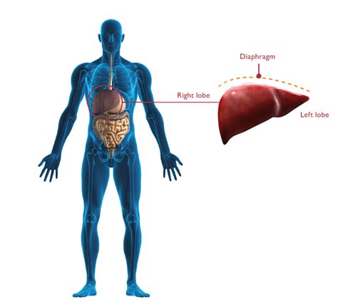 The liver function requires it to serve as a filter between the blood that comes from the gut and the blood that circulates in the rest of the body. Functions and Analysis Test of the Human Liver