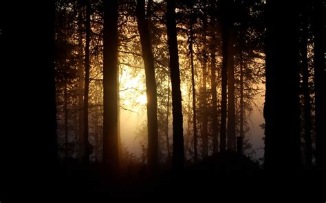 Download Wallpaper 3840x2400 Tree Light Sun Branches Forest 4k