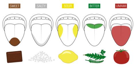 Taste Buds Illustrations Royalty Free Vector Graphics And Clip Art Istock