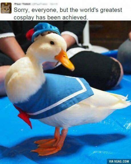 Real Life Donald Duck Duck Memes Funny Animals Funny