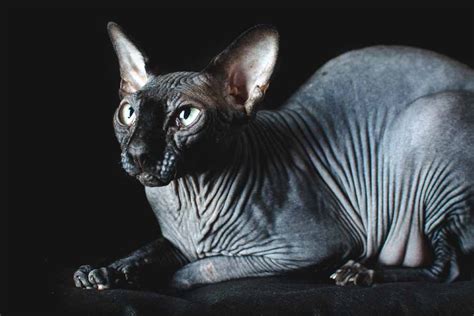 Fun Facts And Trivia About Sphynx Cats Pet Friendly House