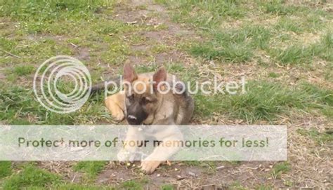 Cullens Overbite And New Panzer Puppy Pics German Shepherds Forum
