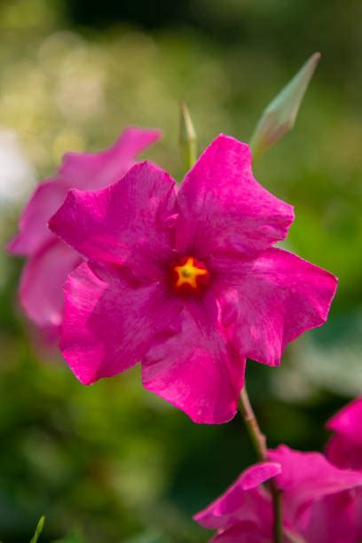 Dipladenia Bush Stock Photos Pictures And Royalty Free Images Istock