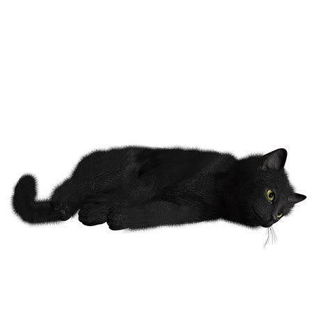 81 Aesthetic Cat Png Images 4kpng