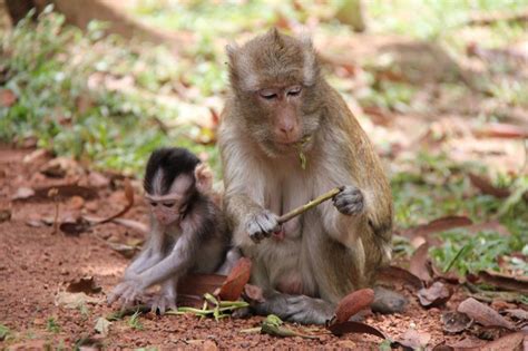 Amazing Baby Baboon Cute Pictures Free National Geographic Pix