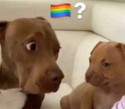 🏳️‍🌈 Meme 🏳️‍🌈 Pride Flag Question Mark Know Your Meme