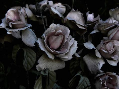 Macabre Aesthetics ☾ Flower Petals Book Photography Flowers
