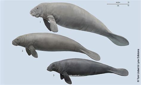 Toni Llobet Nature Illustrated Hmw4 Marine Mammals Sea Mammal
