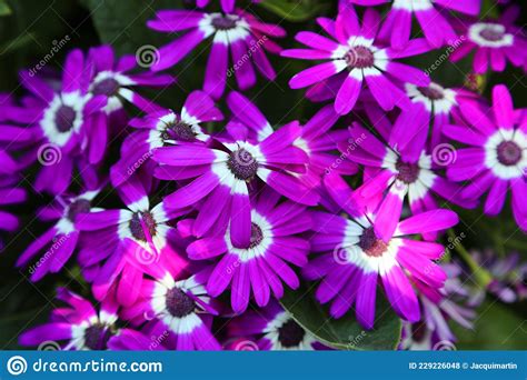 Beautiful Vibrant Purple And White Daisy Stock Photo Image Of Fresh