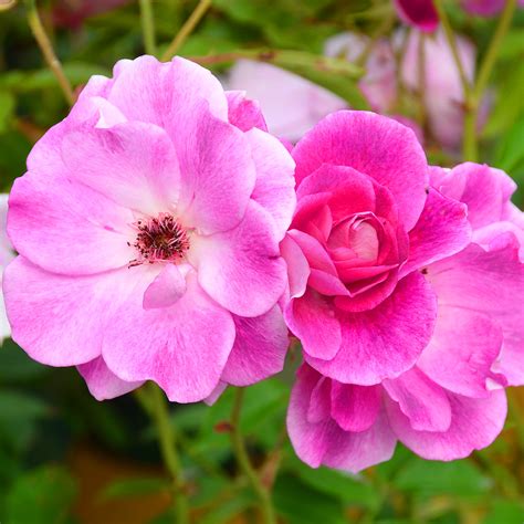 A sharp difference in temperatures, watering schedule or light intensity can cause a holiday cactus to drop buds. Rosa Brilliant Pink Iceberg - Art's Nursery