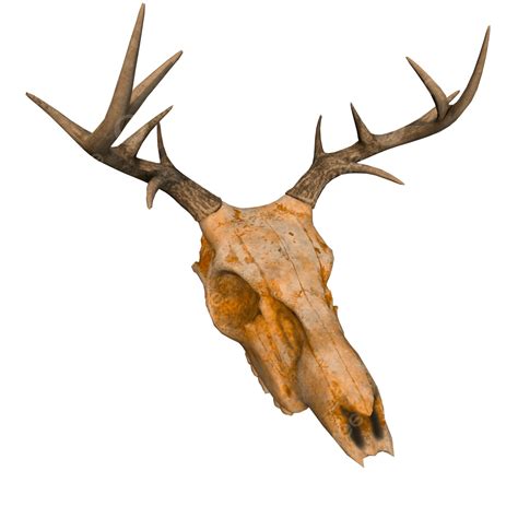 Deer Head Png