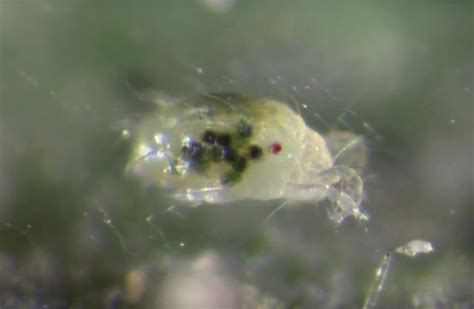 Looking for pest control services in san diego? Spider Mites - Indoor Cannabis