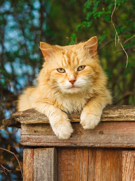 The best weight loss cat foods are high in protein and low in calories. Best Cat Food For Older Cats - Choosing The Right Senior ...