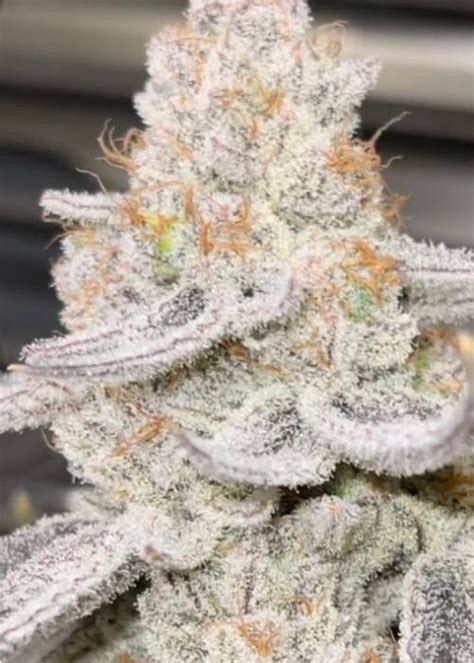 Winter Sunset F1 Strain Info Winter Sunset F1 Weed By Beleaf Cannabis