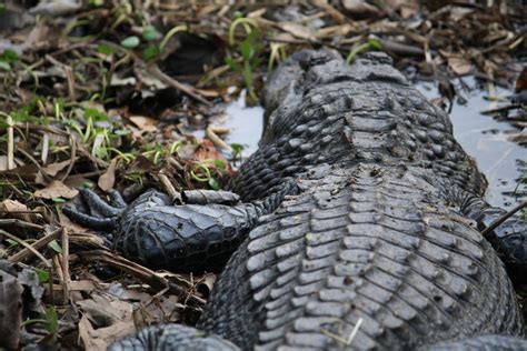 An Alligator Napping At Jean Lafitte National Historical Park And