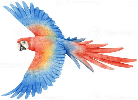 Watercolor Of Macaw Parrot Bird Illustration 9373145 Png