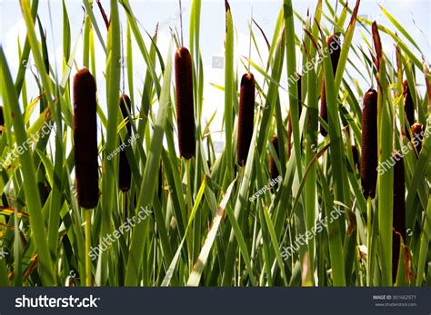 Reed Cattails Stock Photo 301662977 Shutterstock