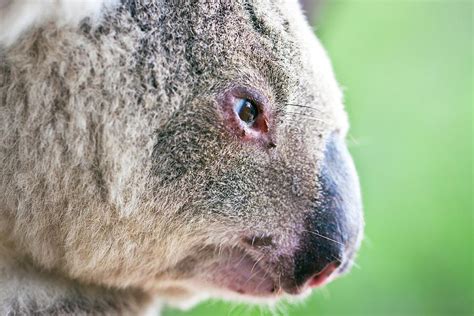 Koala Profile Portrait Photograph By Johan Larson