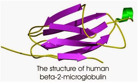 Conheça A Beta 2 Microglobulina Biomedicina Padrão