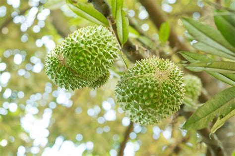 These 5 tips will help you learn to identify musang king and recognize it's shape, thorns, color and. Musang King Durian Close Up. Stock Photo - Image of ...