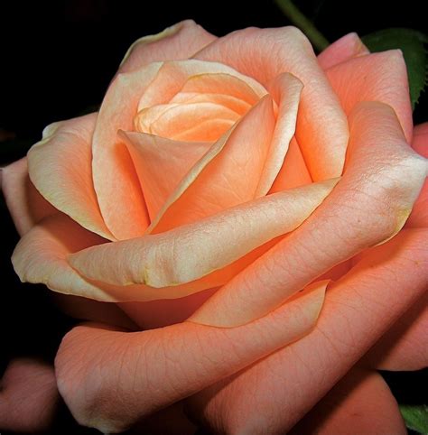 Peach Rose Rosa Pinterest Peach Flowers And Beautiful Flowers