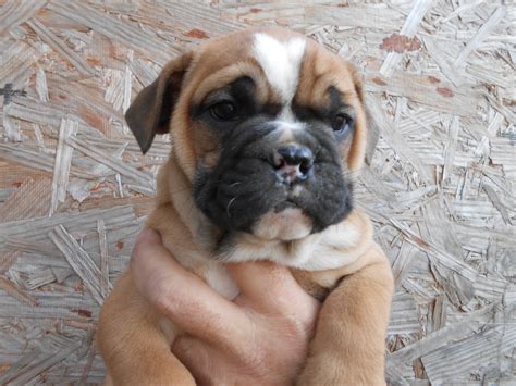 Illinois english bulldog rescue is dependent on the donations of our supporters. English Bulldog Puppies For Sale | Four Oaks, NC #320814