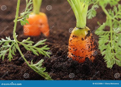 Carrots Growing In The Soil Stock Photo Image Of Green Ripe 8222886